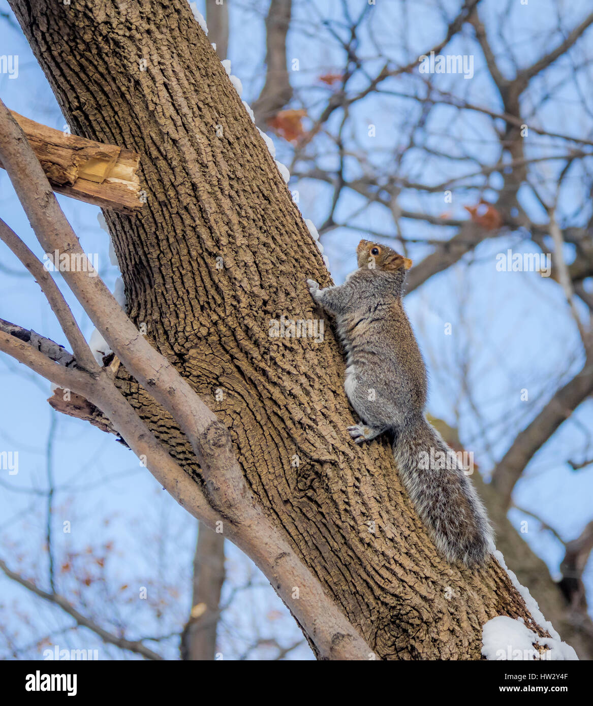 Graue Eichhörnchen im Schnee Stockfoto