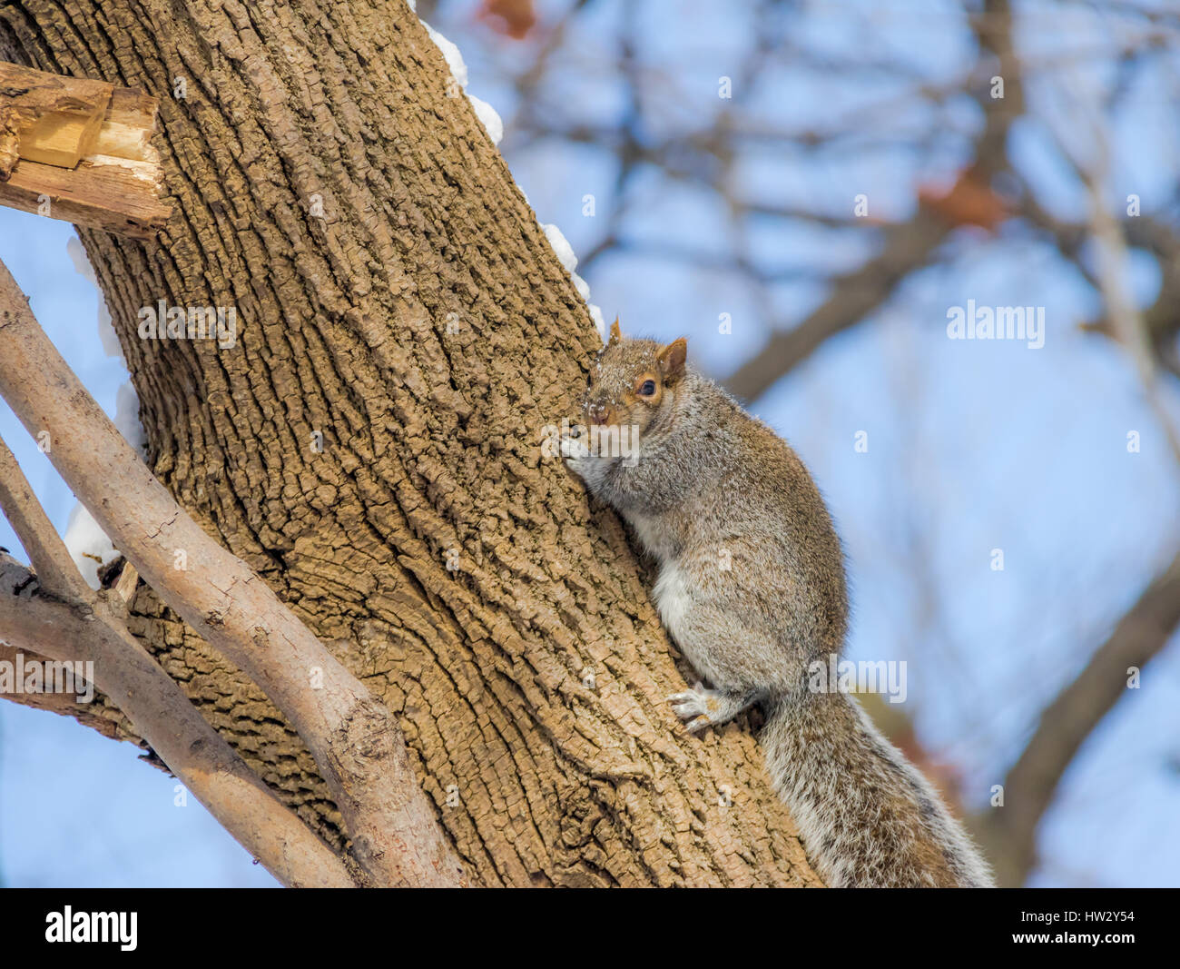 Graue Eichhörnchen im Schnee Stockfoto
