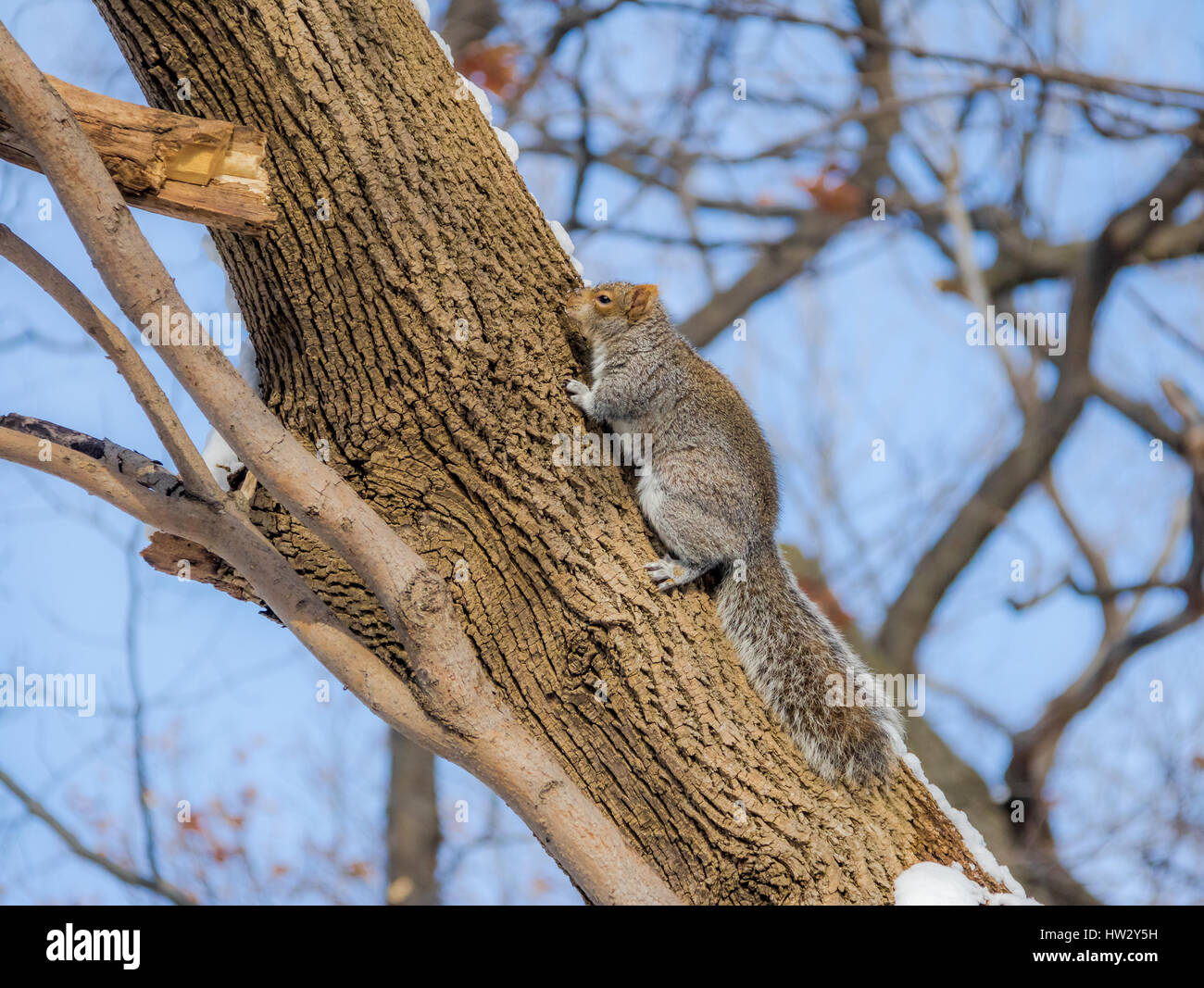 Graue Eichhörnchen im Schnee Stockfoto