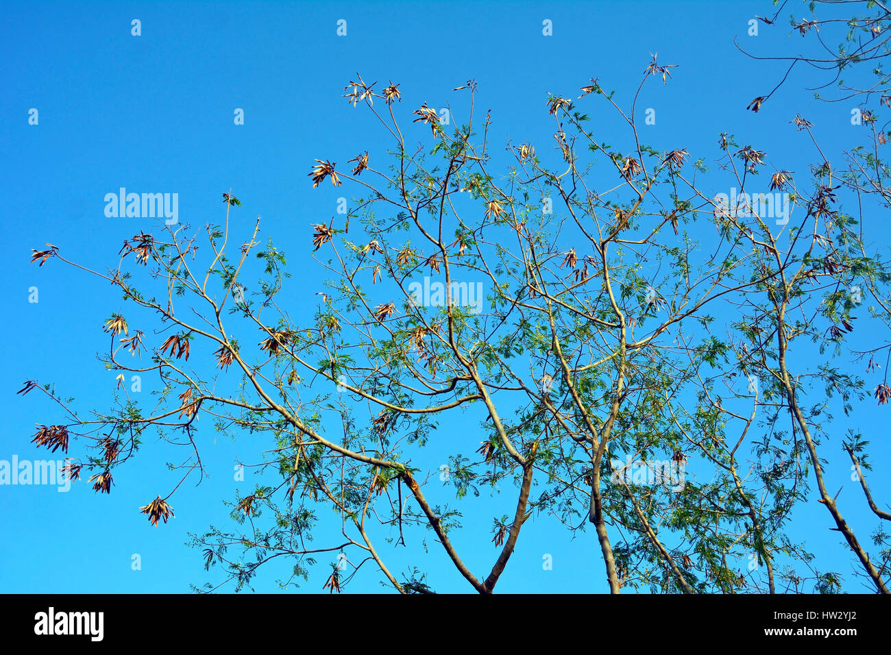 Blätter im Herbst mit blauem Himmelshintergrund Stockfoto