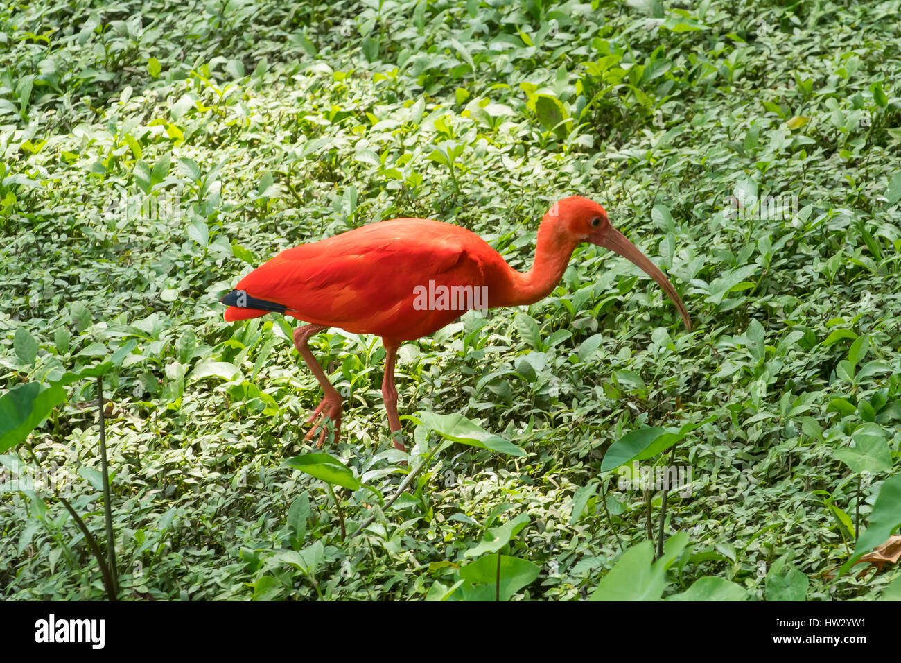 Scarlet Ibis, Eudocimus Ruber im Bird Garden, Kuala Lumpur, Malaysia Stockfoto