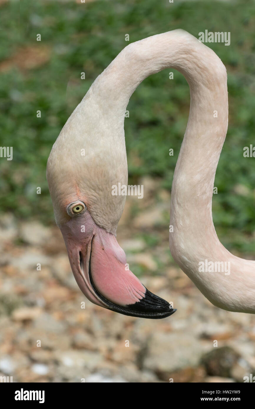 Größere Flamingo, Phoenicopterus Roseus Bird Garden, Kuala Lumpur, Malaysia Stockfoto