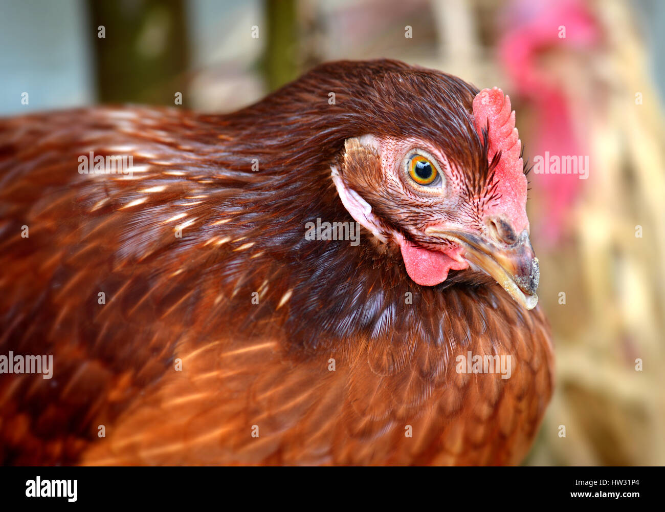 Hen junge Hybrid Huhn in Vieh Bauernhof Foto in niedrigen Innenbeleuchtung und harte Contras Prozess. Stockfoto