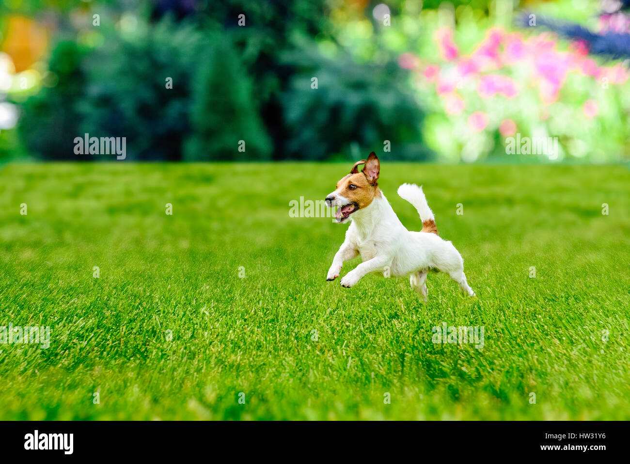 Glücklich aktiver Hund spielen im bunten Garten Rasen Stockfoto