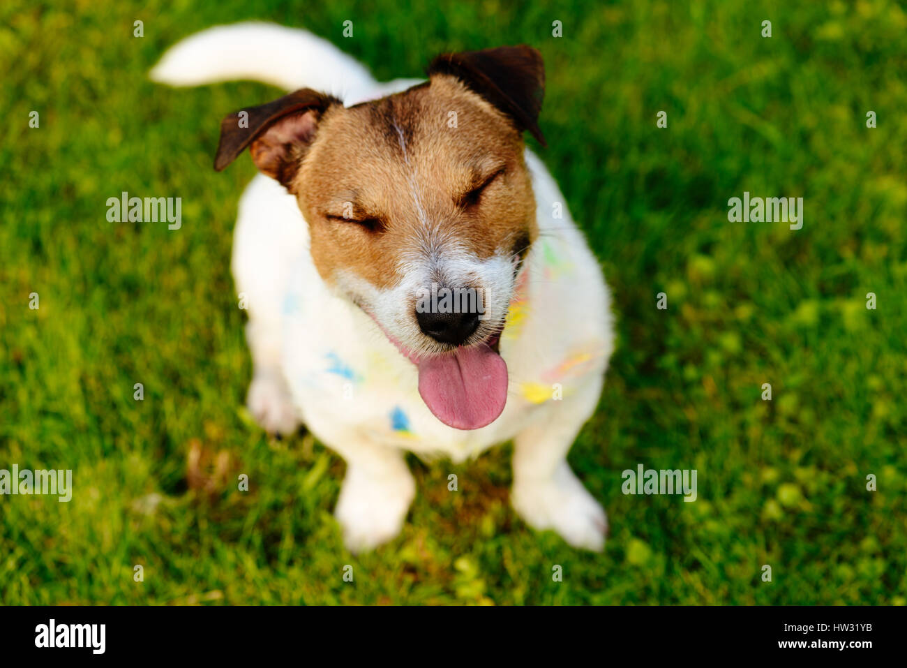 Glücklicher Hund mit geschlossenen Augen und albern Aussehen mit Farbe gebeizt Stockfoto