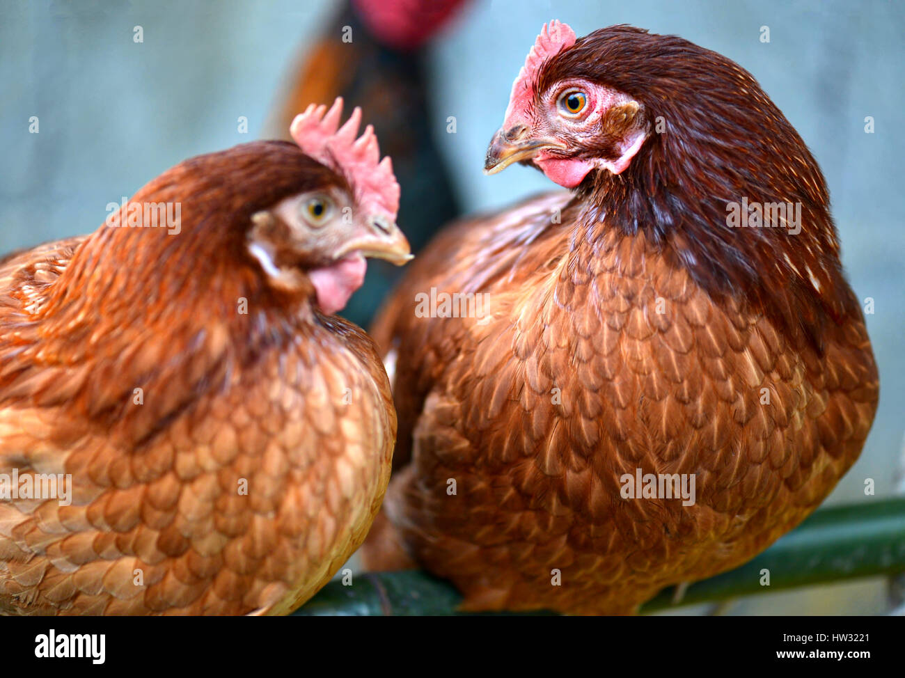 Hen junge Hybrid Huhn in Vieh Bauernhof Foto in niedrigen Innenbeleuchtung und harte Contras Prozess. Stockfoto