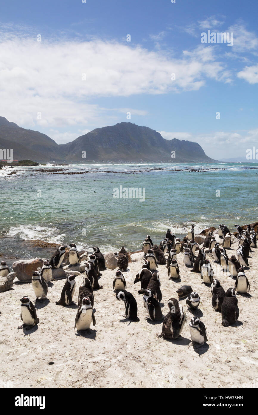 Afrikanische Pinguine, Spheniscus Demersus, Bettys Bay, Western Cape, Südafrika Stockfoto