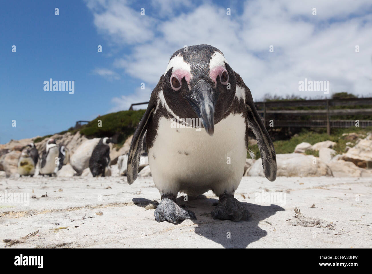 Afrikanischer Penguin hautnah, Beispiel für lustige Tiere, Speniscus Demersus, Bettys Bay, Südafrika Stockfoto