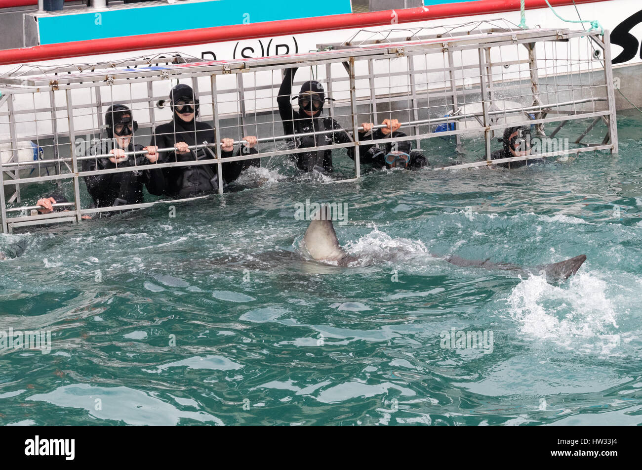 Südafrika Tourismus; Touristen Shark Cage Tauchen, mit einem großen weißen Hai; Gansbaai, Hermanus, Western Cape, Südafrika Stockfoto