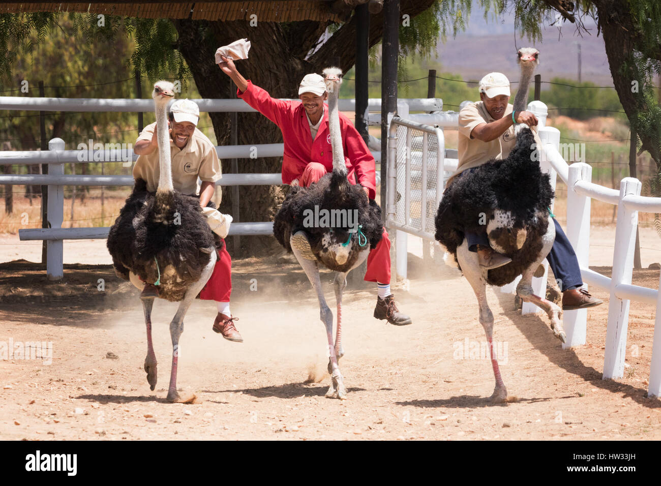 Strauß, racing, ein Beispiel für Südafrika Tourismus, Highgate Ostrich Farm Oudsthoorn Südafrika Stockfoto