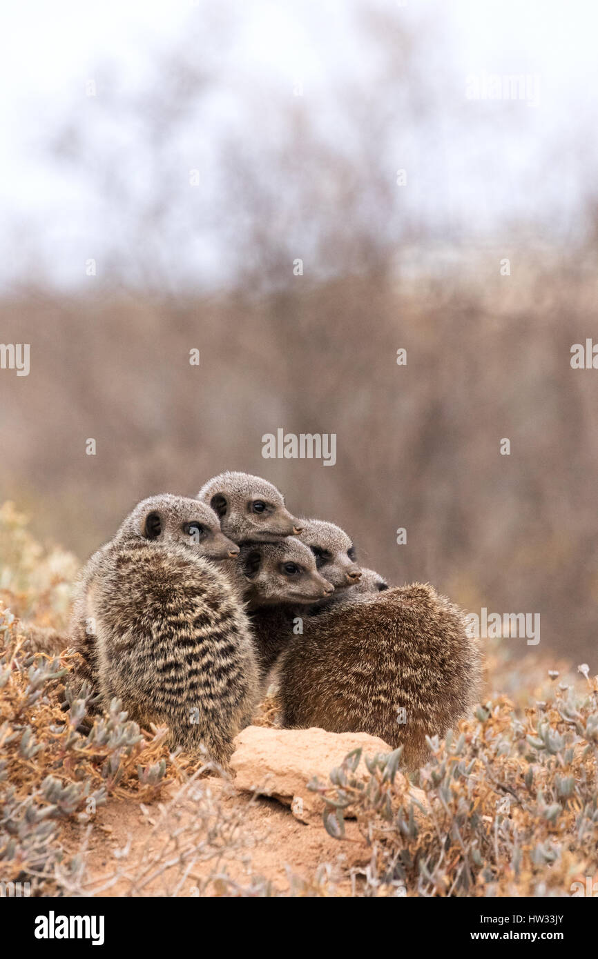 Erdmännchen-Gruppe durch ihre Höhle in der Morgendämmerung; Oudsthoorn, die Karoo, Südafrika Stockfoto