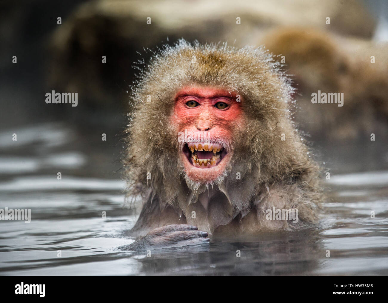 Japanische Makaken sitzen im Wasser in einer heißen Quelle. Japan. Nagano. Jigokudani Affenpark. Stockfoto