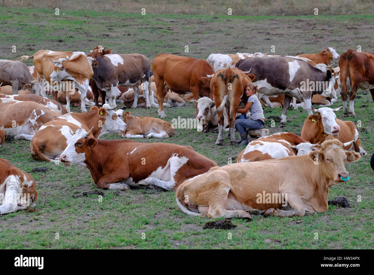 Kühe liegen auf einer Weide in der ländlichen ungarischen Gegend von Siebenbürgen, Rumänien. Stockfoto