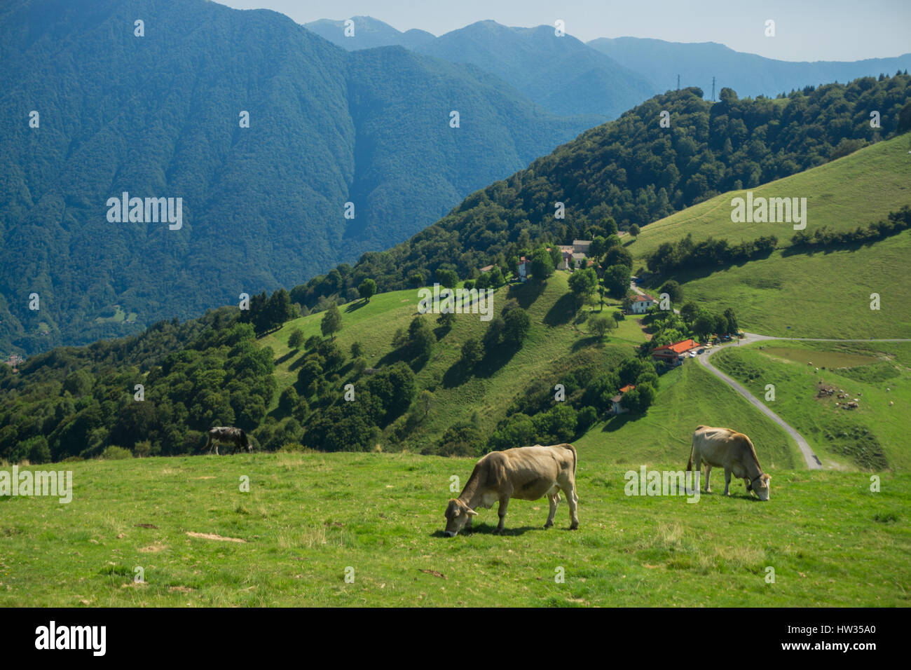 Kühe auf den Wiesen von Italien, Lombardei Stockfoto