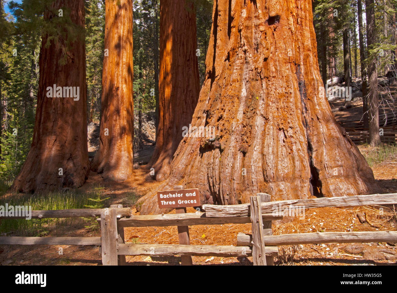 Mammutbäume (Bachelor und drei Grazien), Mariposa Grove, Yosemite-Nationalpark, Kalifornien Stockfoto
