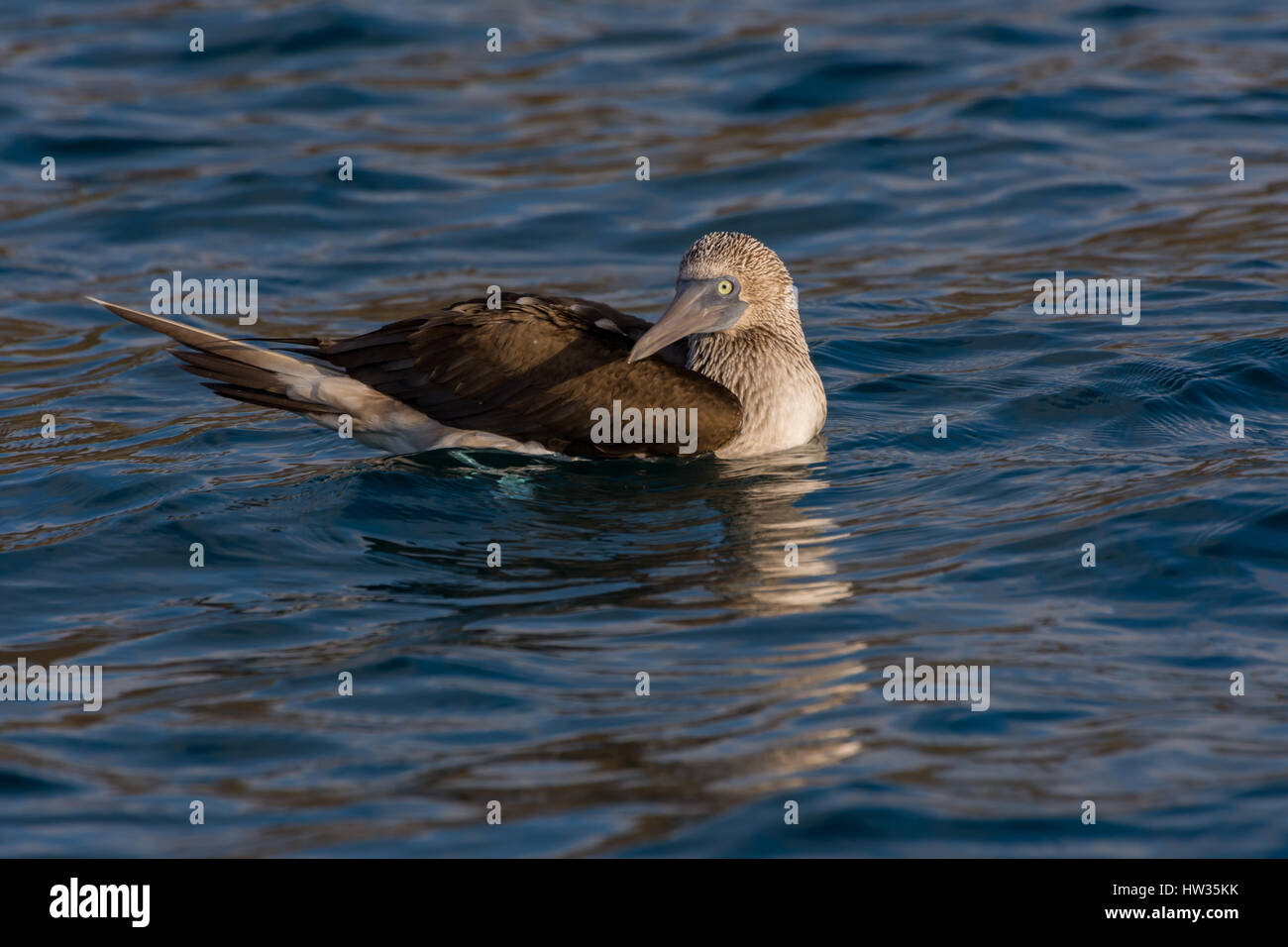 Erwachsenen Blue Footed Sprengfallen (Sula Nebouxii) Schwimmen im Meer auf den Galapagos-Inseln, Ecuador. Stockfoto