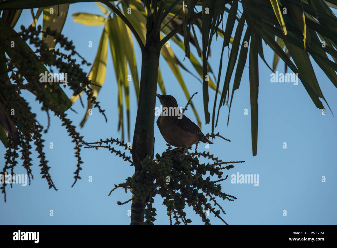 Ein Clay-Colored Robin / Drossel (Turdus Grayi) Fütterung auf die Früchte einer Palme Stockfoto