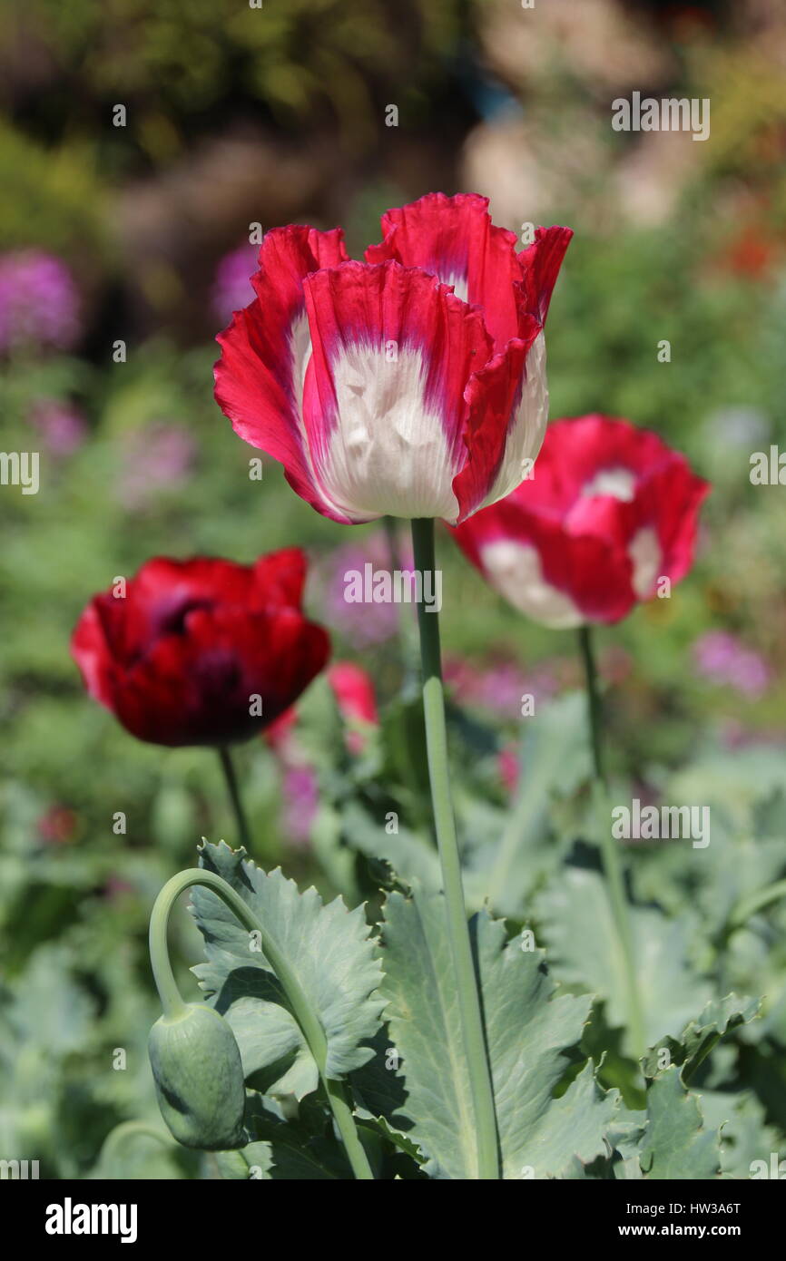 Roter Mohn Blume in Chiang Mai, Thailand Stockfoto
