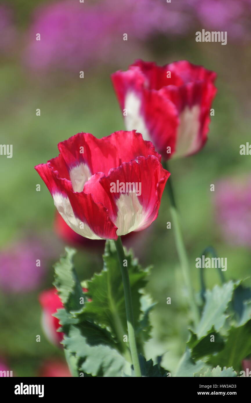 Roter Mohn Blume in Chiang Mai, Thailand Stockfoto
