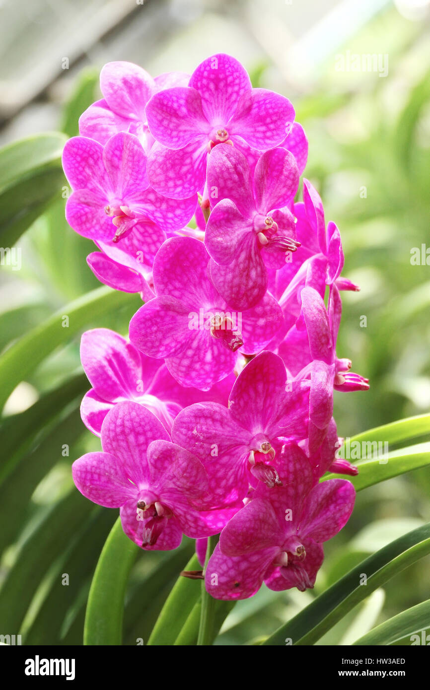 Thai Orchid im Botanischen Garten Chiang Mai, Thailand Stockfoto