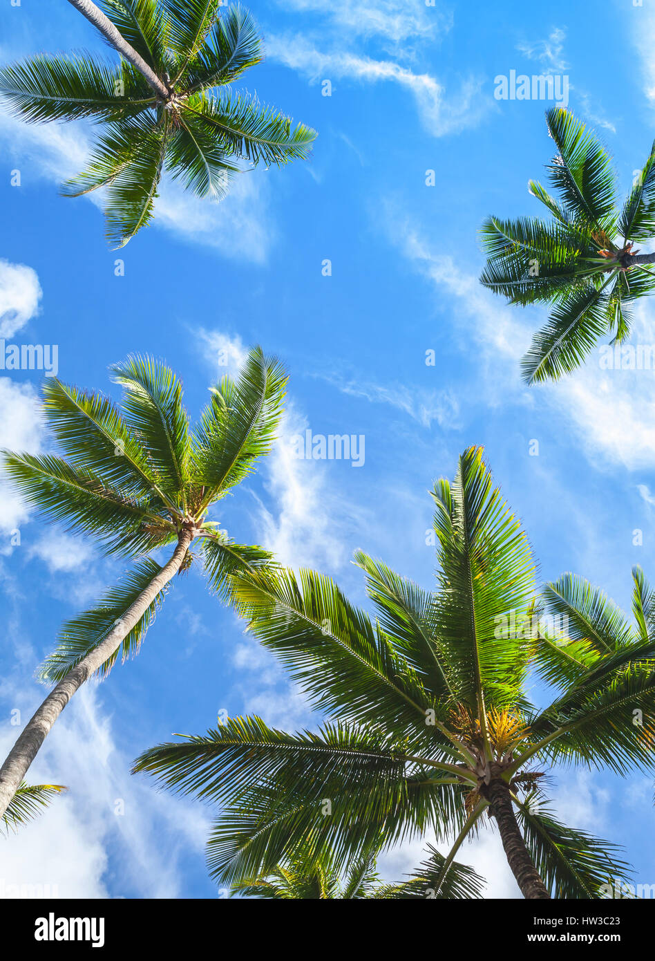 Kokosnuss-Palmen über strahlend blauen bewölkten Himmel, vertikale tropischen Hintergrundfoto Stockfoto