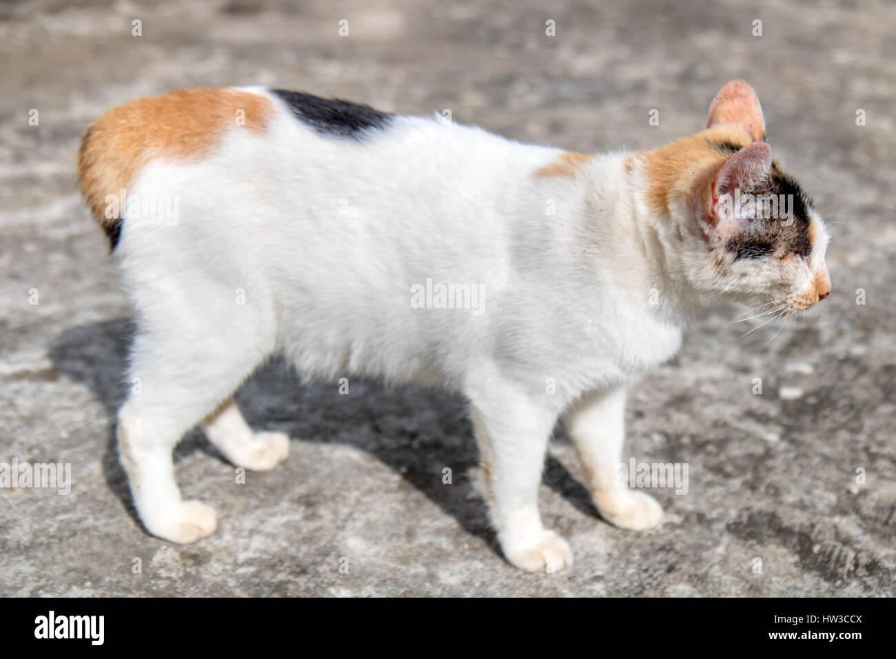 Asiatische Katze im buddhistischen Kloster Wat Si Sou Mang, Vang Vieng, Provinz Vientiane, Laos Stockfoto