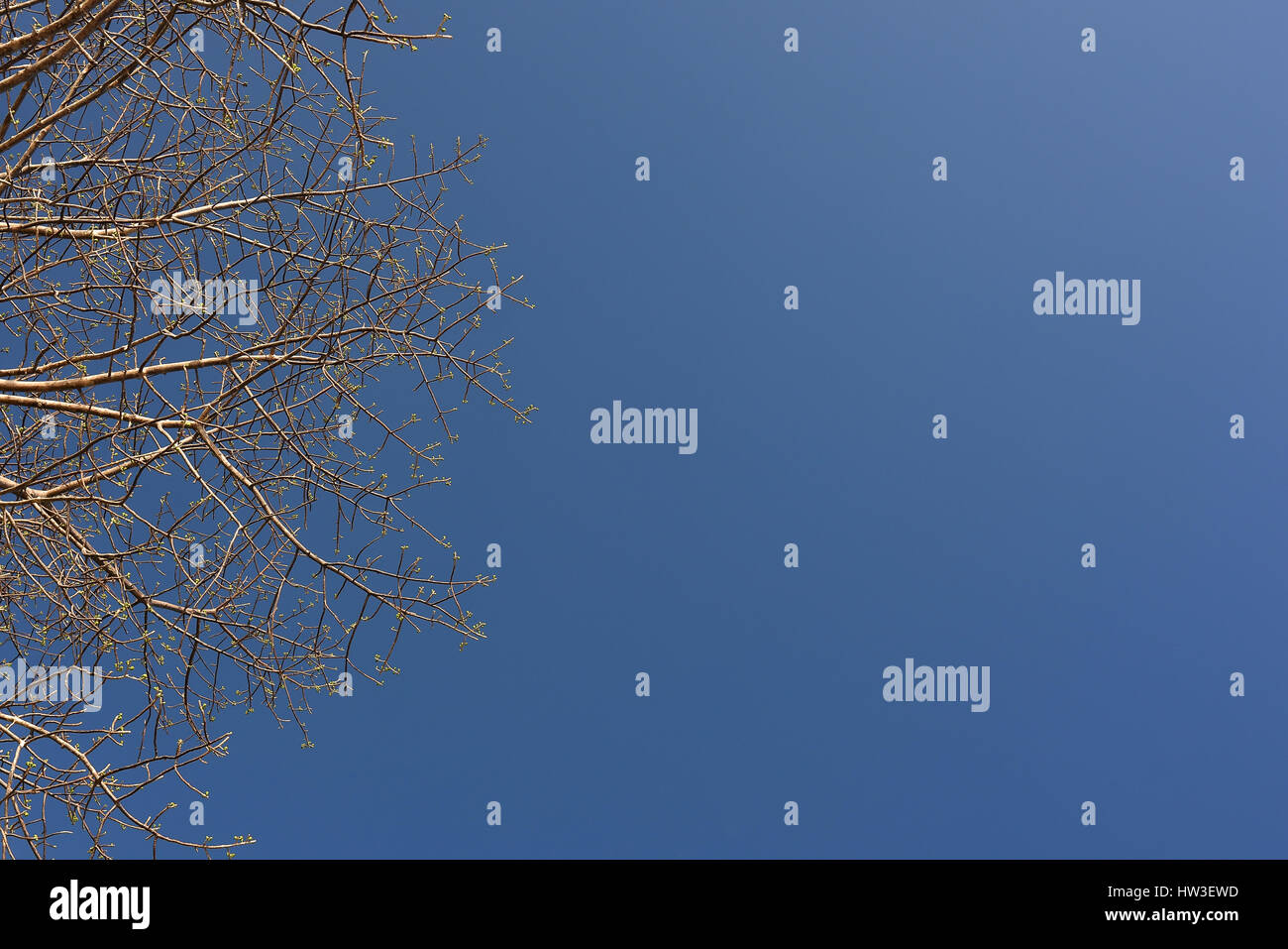 Skywards-Ansicht des Baumes bis zur perfekten blauen Himmel mit Textfreiraum. Stockfoto