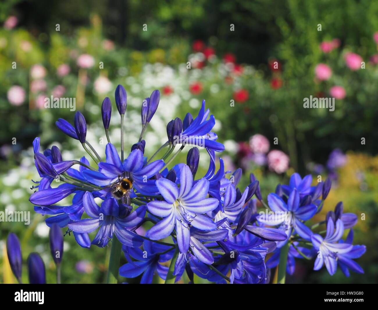 Saphir blaue Agapanthus im Chenies Manor Garden im August. Eine Hummel besucht eine lebendige Blümchen mit Laub, rosa Dahlien und weiß im Hintergrund. Stockfoto