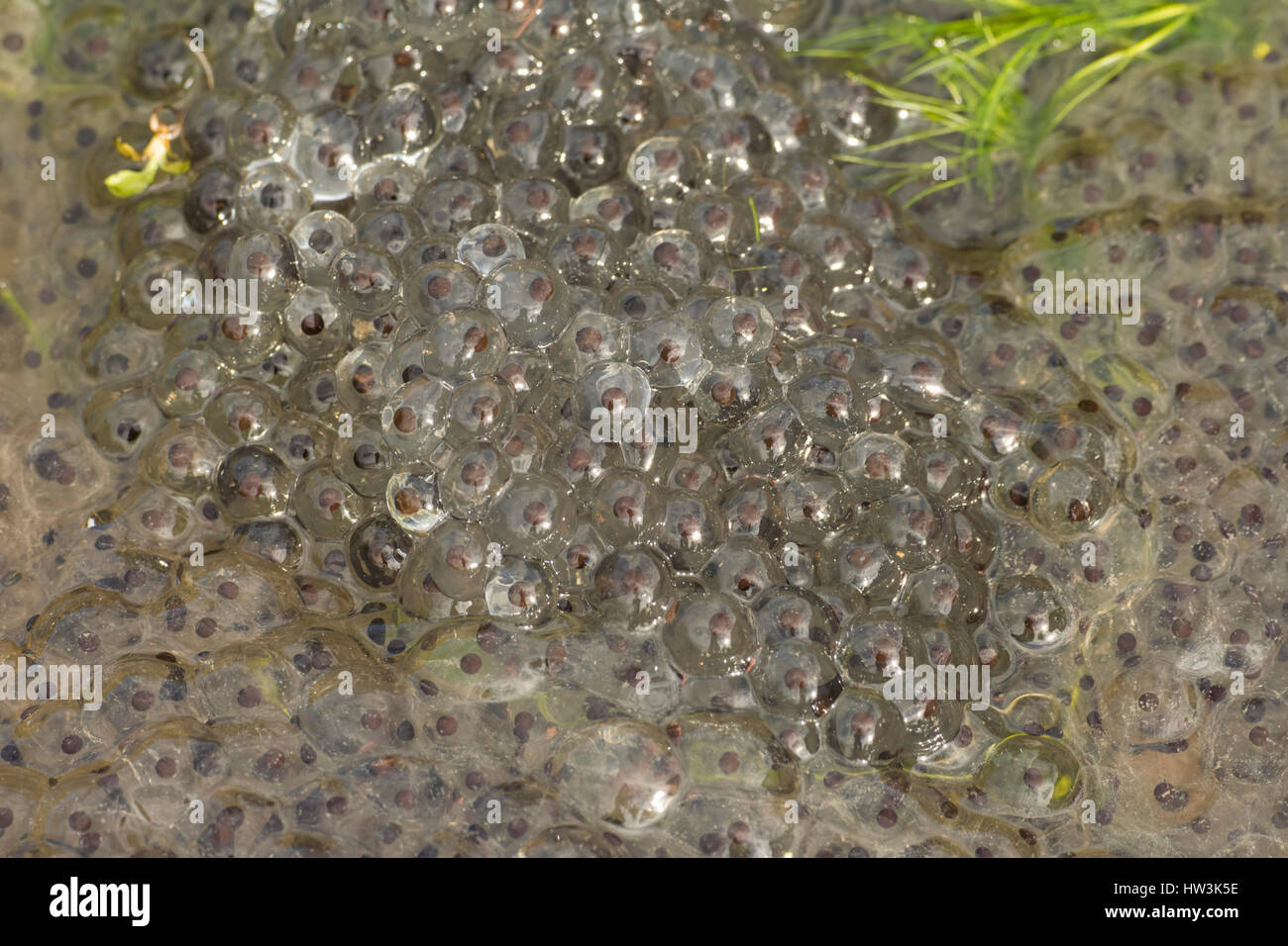 Klumpen von froschlaich Fotos und Bildmaterial in hoher Auflösung Alamy