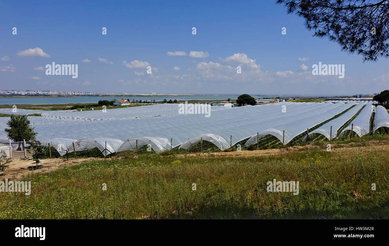 Erdbeeren Pflanzen in Palos De La Frontera, Huelva, Spanien Stockfoto