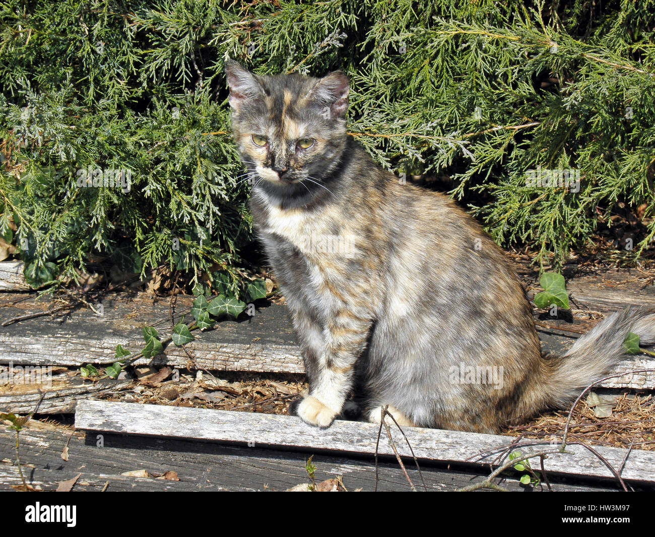 Frühling ist erwacht, auf dem Land, wenig Katze, Kroatien, Erope, 6 Stockfoto