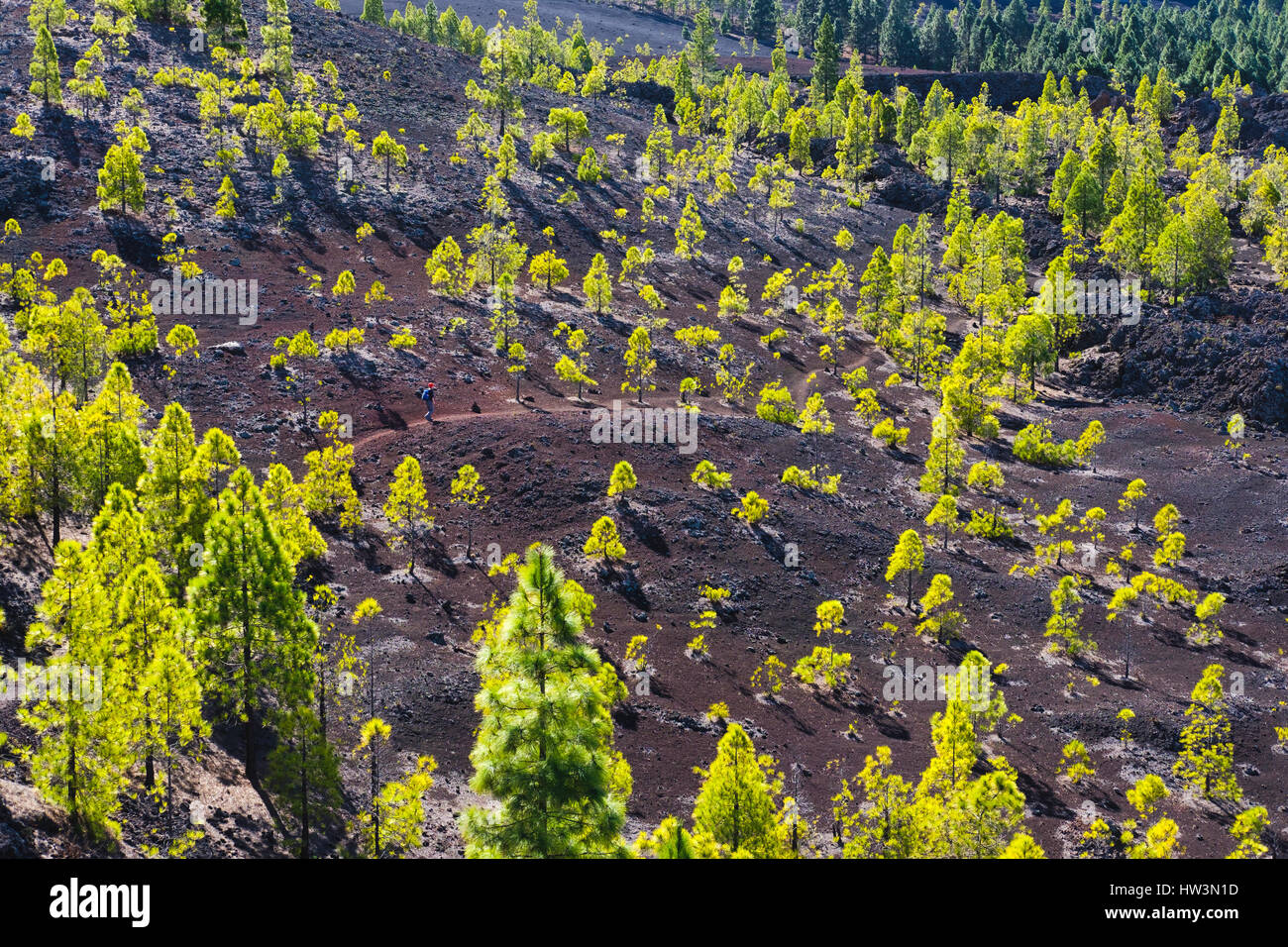Kanarische Kiefer (Pinus Canariensis), Wanderweg in die Lavalandschaft Montaña Negra in El Tanque, Teneriffa, Kanarische Inseln Stockfoto