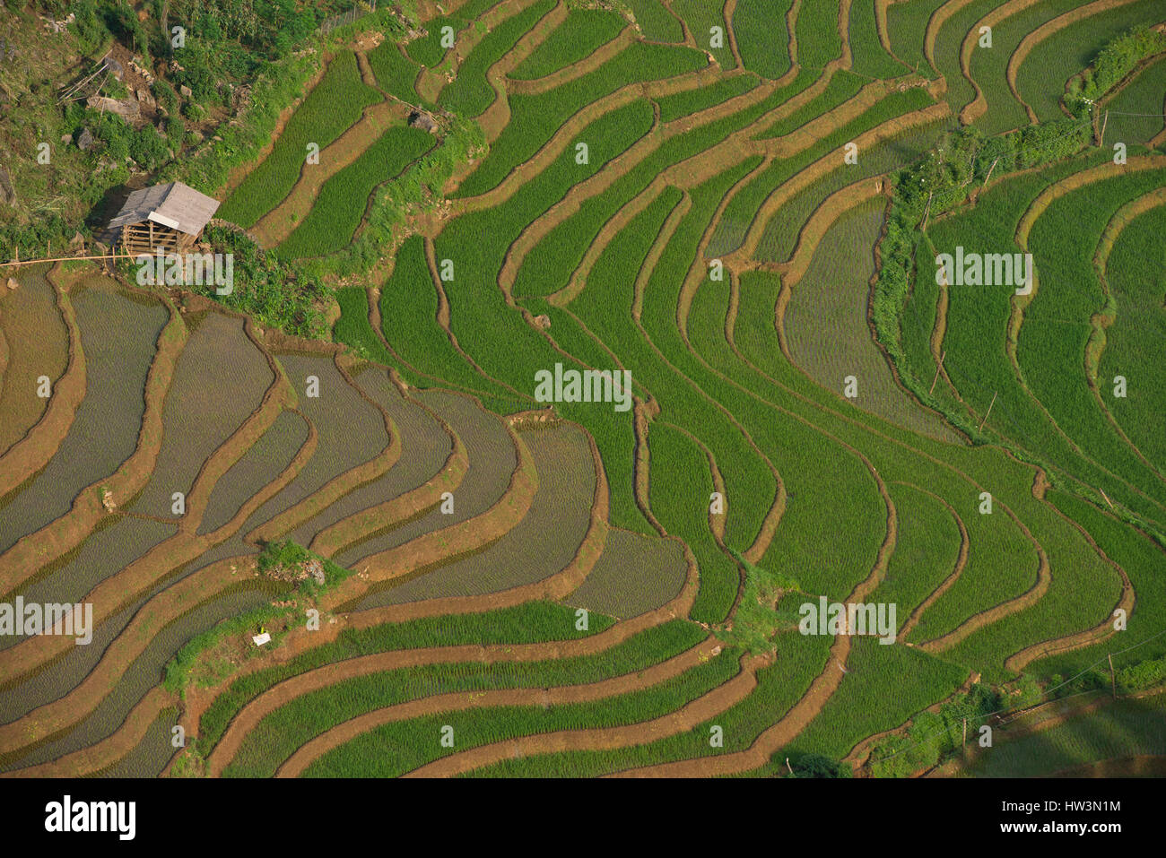 Grüne Reisterrassen, Reisfelder in Sapa, Provinz Lao Cai, Vietnam Stockfoto