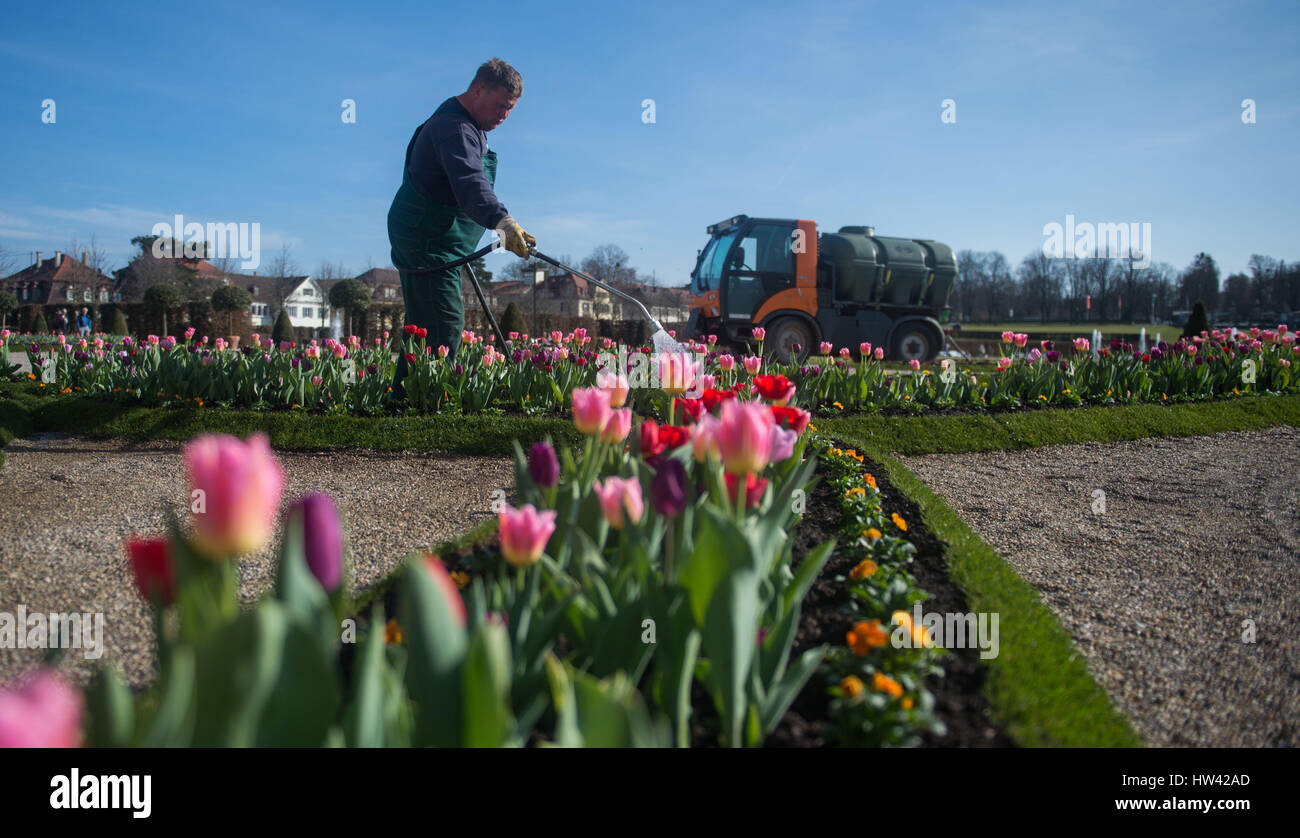 Stuttgart, Deutschland. 16. März 2017. Tulpen und anderen frühen