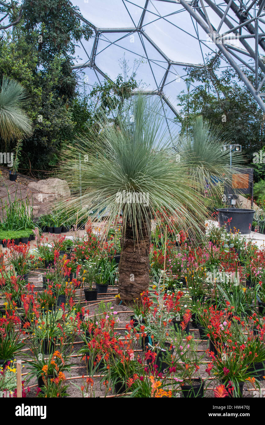 Eden Project, Cornwall, UK. 17. März 2017. Das Eden Project Mittelmeer Biom wird derzeit die größte Transformation mit der Schaffung eines neuen Raums einige außergewöhnliche Flora Australiens gewidmet.  Fantastische und freaky Exoten wie Grasbäume, Känguru Pfoten und Wachs Blumen werden für die erste Zeit Gnade der Mittelmeer-Biome. Bildnachweis: Simon Maycock/Alamy Live-Nachrichten Stockfoto