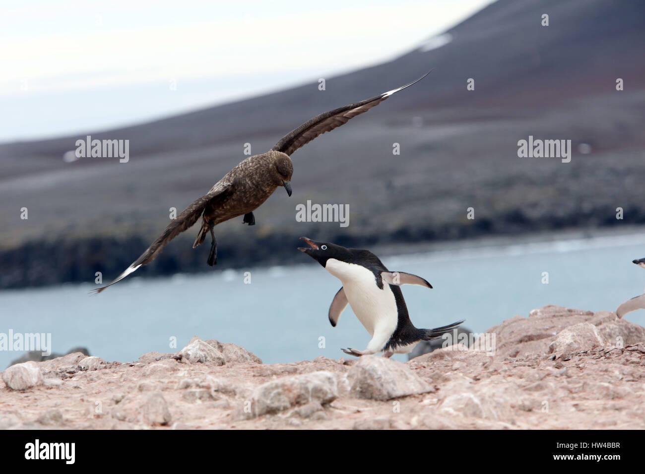 Penguin Island, Antarktis. 25. Januar 2017. Ein Adelie Pinguin wehrt South Polar Skua auf Penguin Island, Süd-Shetland-Inseln, 25. Januar 2017. Raubmöwen Essen Pinguin Eiern und Küken sowie Fischen und Krill. Bildnachweis: Ann Inger Johansson/zReportage.com/ZUMA Draht/Alamy Live-Nachrichten Stockfoto