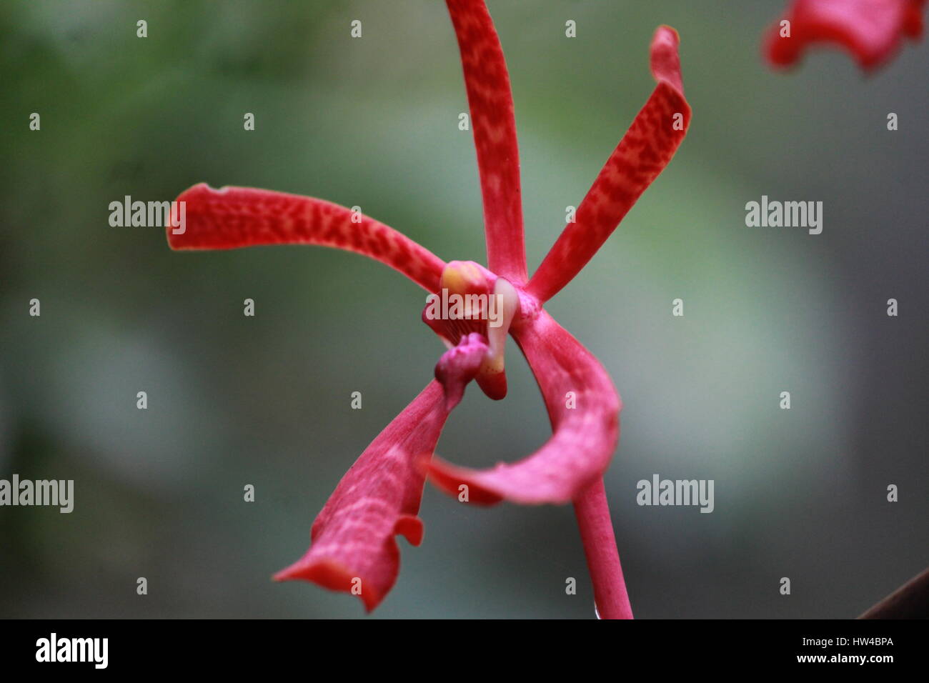 Neugierig und schöne Natur Stockfoto