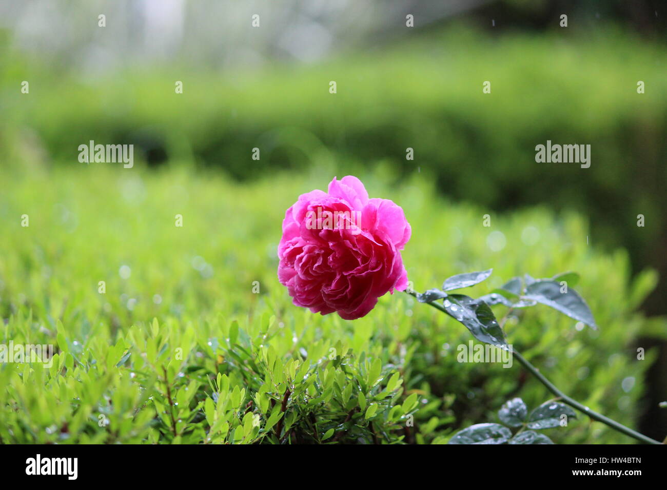 Neugierig und schöne Natur Stockfoto