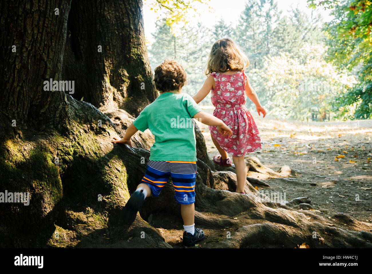 Kaukasische Bruder und Schwester zu Fuß auf Baumwurzeln Stockfoto
