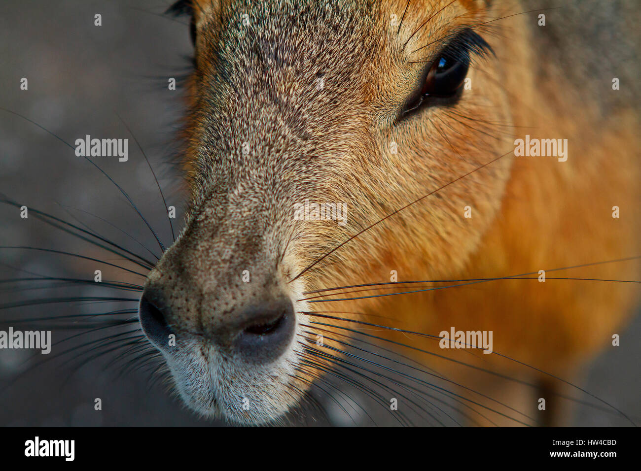 Nahaufnahme der Nase von capybara Stockfoto