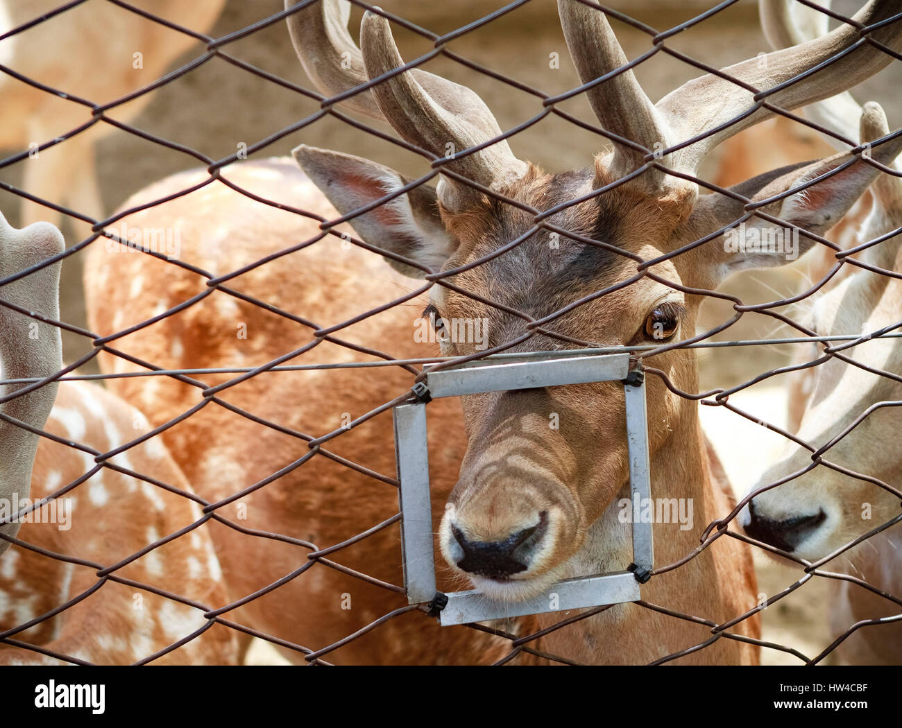 Nahaufnahme des Tieres, die Nase durch die Fütterung Loch im Zaun stecken Stockfoto