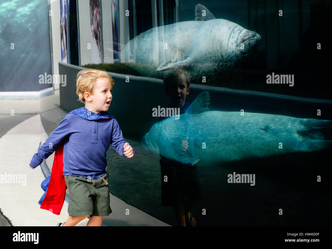 Kaukasische junge im Aquarium in der Nähe von Robben schwimmen laufen Stockfoto