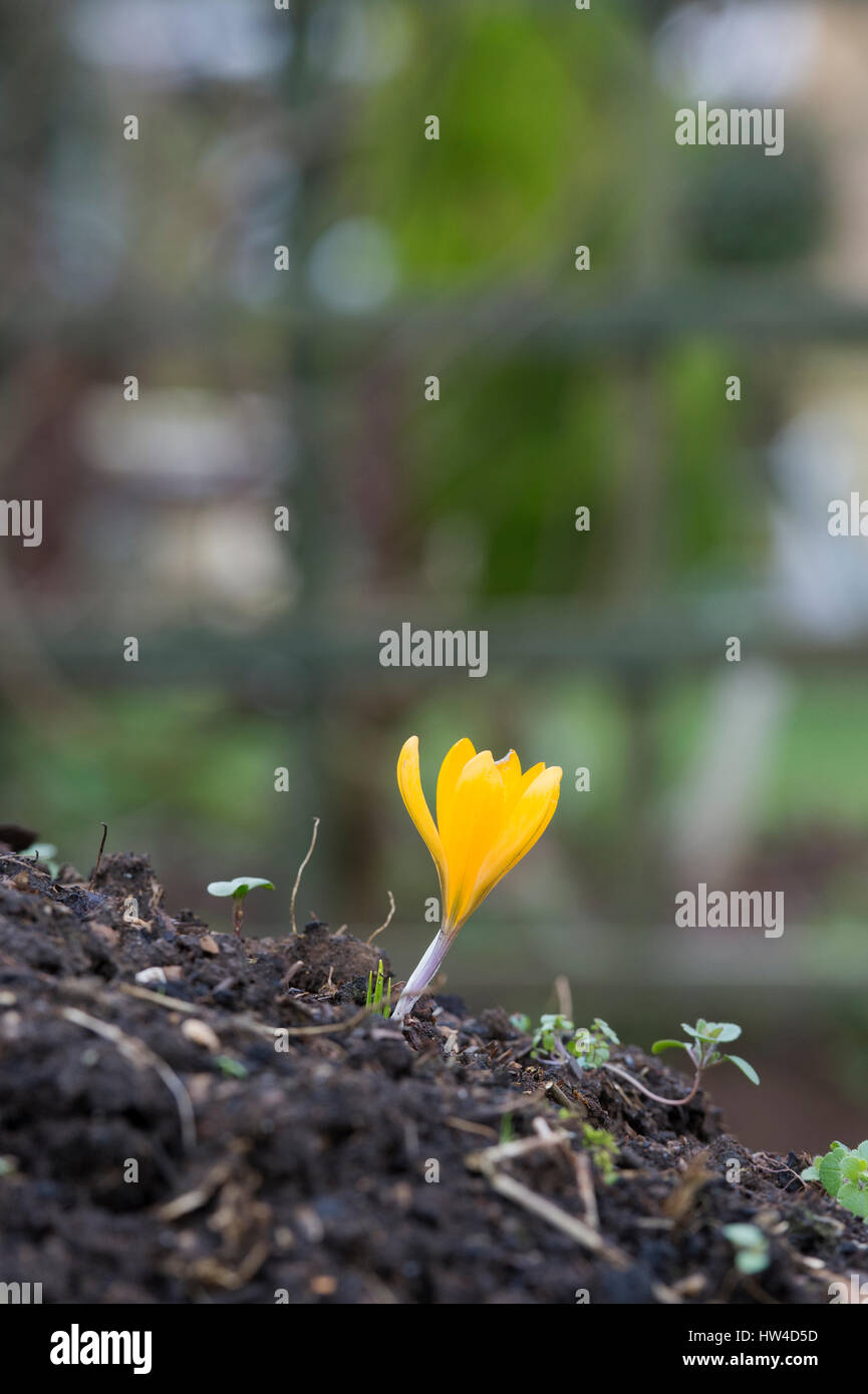 Einzelne gelbe Krokus wächst auf einem Haufen von Kompost, die darauf warten, in einen Gemüsegarten gegraben werden. UK Stockfoto