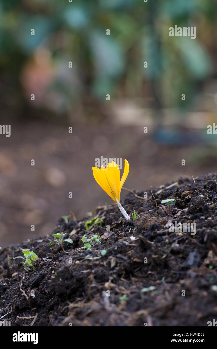 Einzelne gelbe Krokus wächst auf einem Haufen von Kompost, die darauf warten, in einen Gemüsegarten gegraben werden. UK Stockfoto