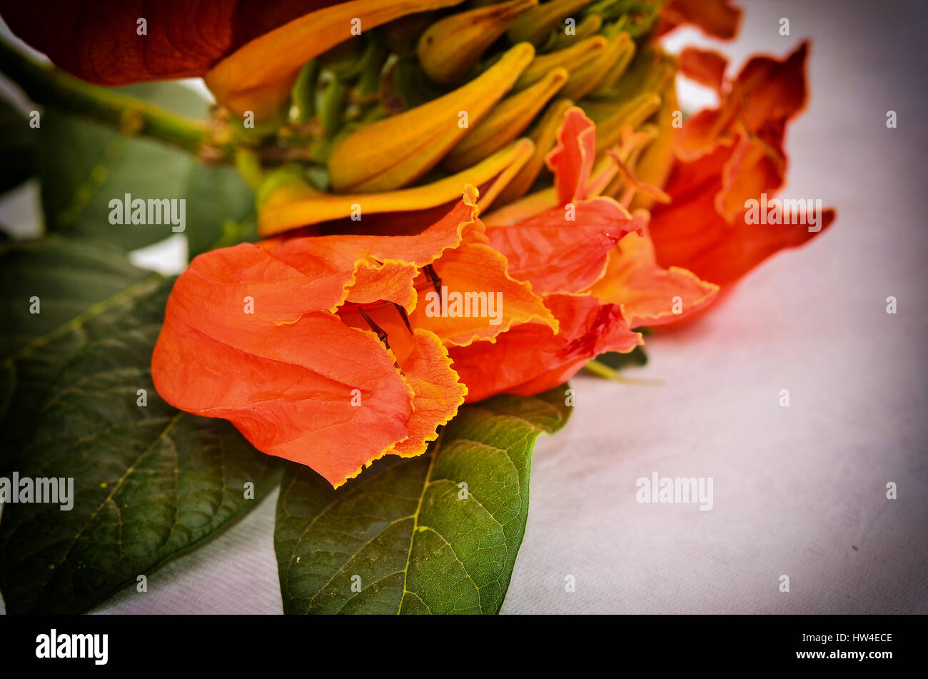 AFRICOM Tulpenbaum in Wintage Licht Stockfoto