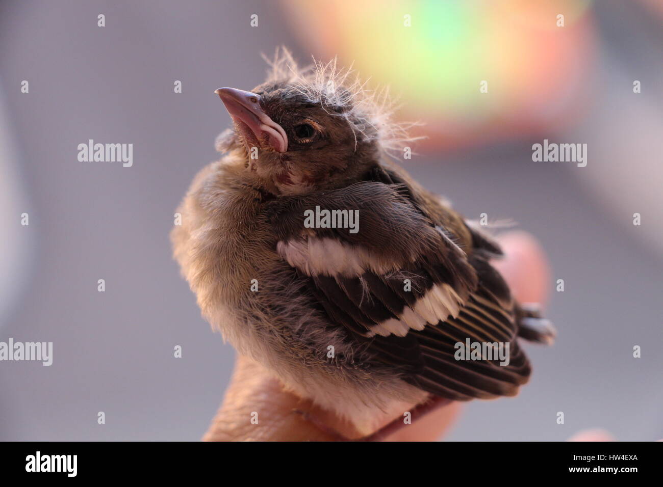 Ein Vogel, in seinen Kinderschuhen, daß er noch nicht fliegen kann, da er nicht flügge geworden ist, steht auf einer menschlichen Hand. Es ist leider von seiner Mutter getrennt. Es ruft Stockfoto