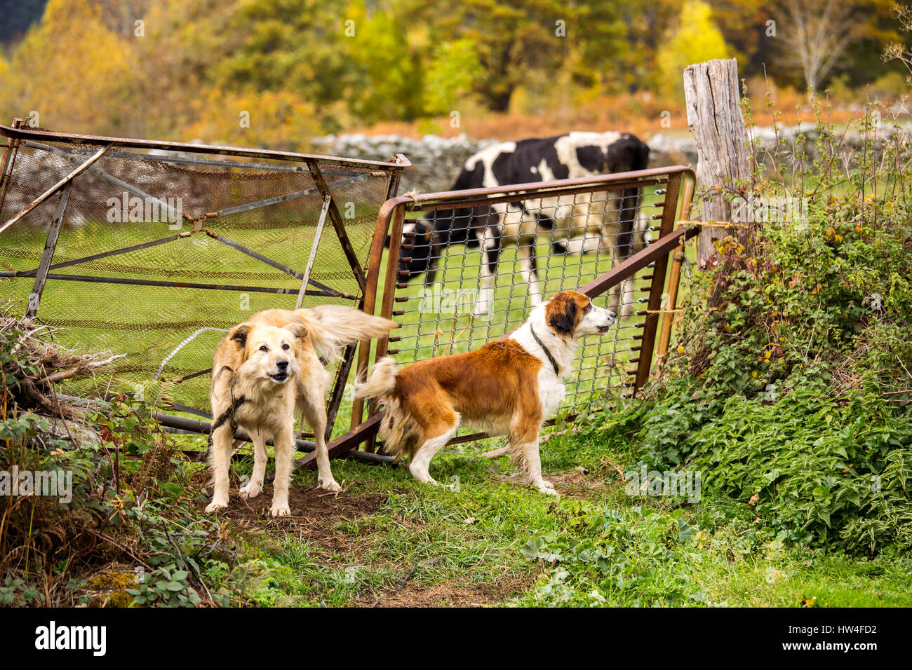 Hunde bewachen den Eingang zu einem Bauernhof. Las Machorras, Burgos. Kastilien und Leon Spanien, Europa Stockfoto