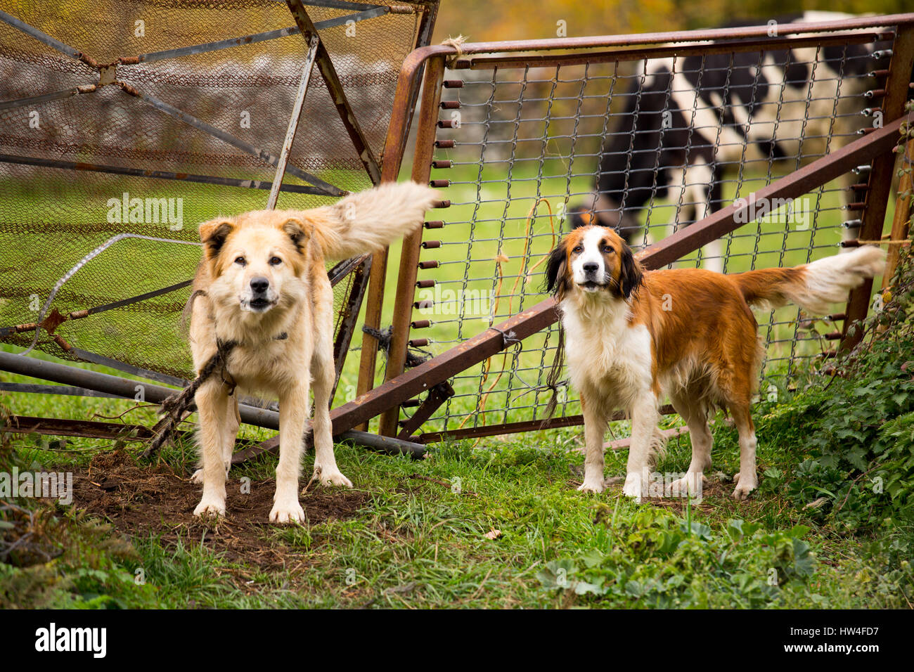 Hunde bewachen den Eingang zu einem Bauernhof. Las Machorras, Burgos. Kastilien und Leon Spanien, Europa Stockfoto