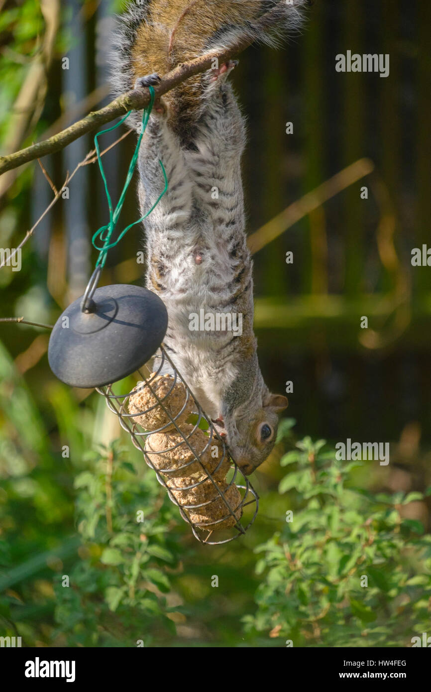 Grauhörnchen überfallen Futterhäuschen für Vögel im Vorort Garten, London, UK Stockfoto