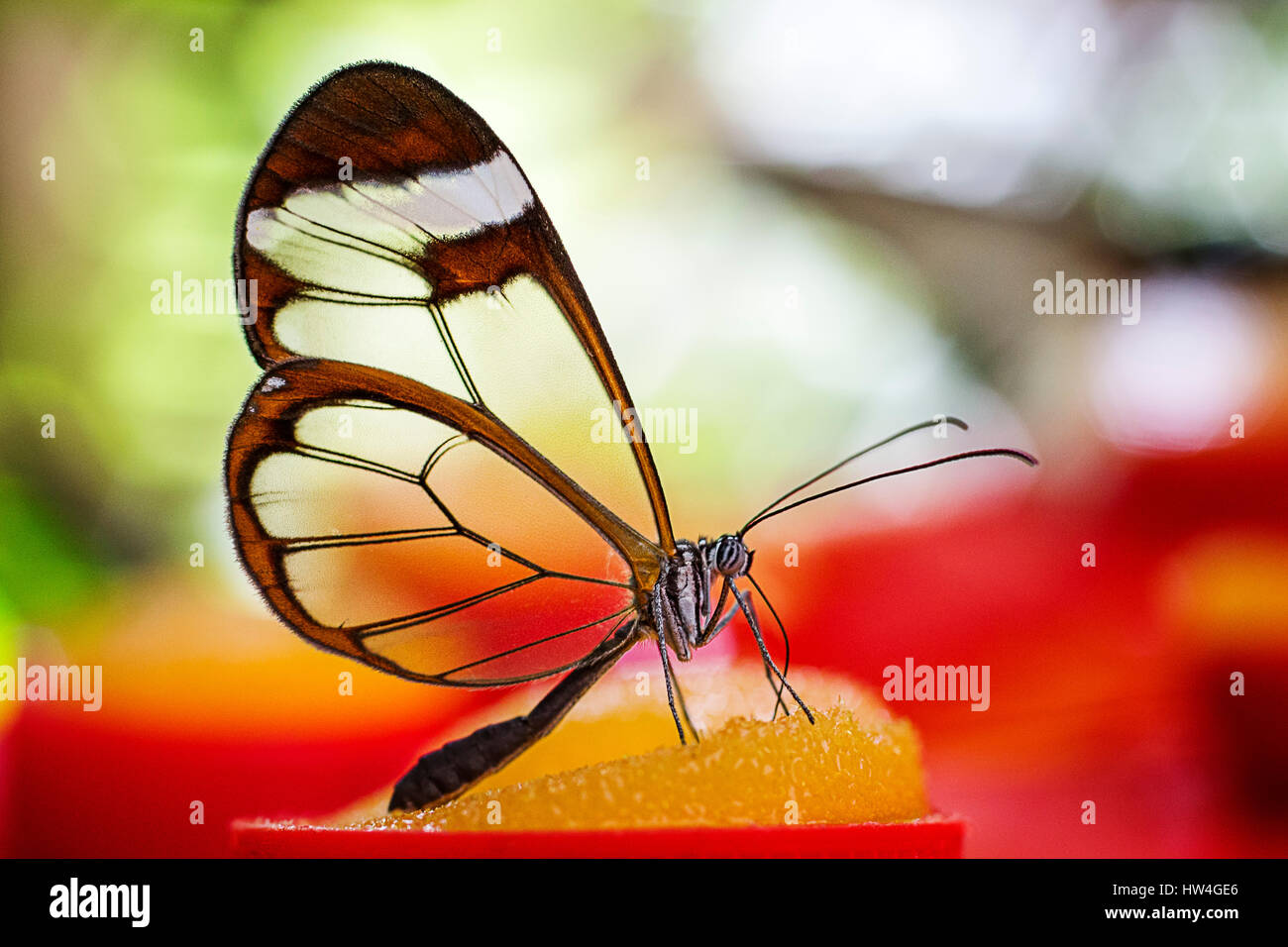 Greta Oto Schmetterling. Glas-Schmetterling oder Spiegel Schmetterling, durchsichtigen Flügeln. Schmetterlingspark Benalmadena, Costa Del Sol, Malaga, Spanien Europa Stockfoto